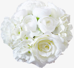 白色的玫瑰花素材