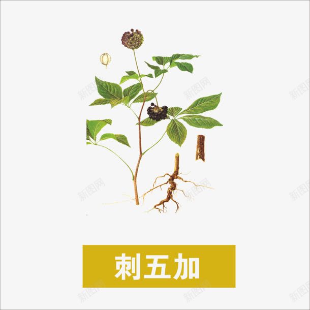 草药png免抠素材_88icon https://88icon.com 中药 刺五加 药材