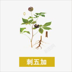 五加草药高清图片