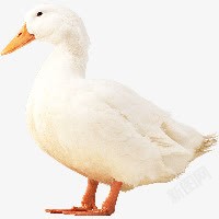 duck鸭子高清图片