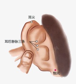 人体耳朵中医穴位素材