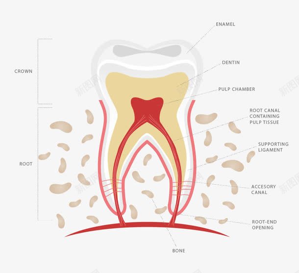 牙齿解剖图png免抠素材_88icon https://88icon.com 