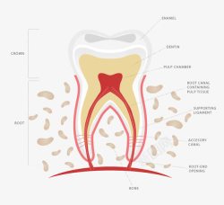 牙齿解剖图素材