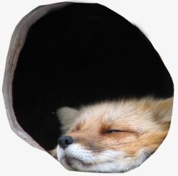 狐狸洞穴睡觉素材