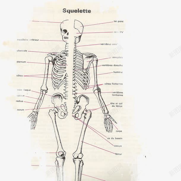 人体骨骼图png免抠素材_88icon https://88icon.com 医疗 解剖图 骨头 骨头人 骨骼