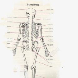 人体骨骼图素材