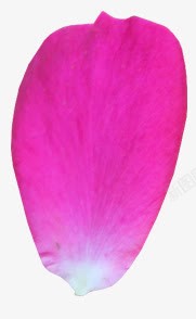 粉色的一朵花瓣素材