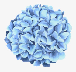 蓝色蝴蝶花花卉素材