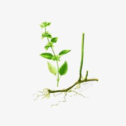 香蜂草可去头痛绿色植物高清图片