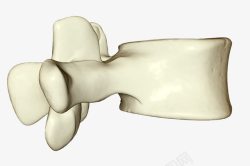脊椎骨头素材