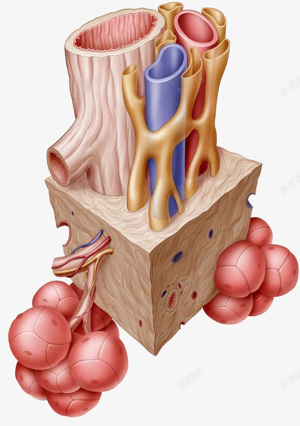 呼吸道肺泡腺体png免抠素材_88icon https://88icon.com 人体器官 呼吸道 气管 肺泡 腺体