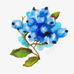 手绘蓝色的花朵图素材