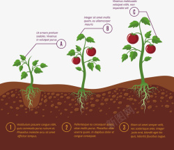 小番茄生长过程矢量图素材