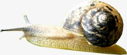 斑点蜗牛爬行动物素材