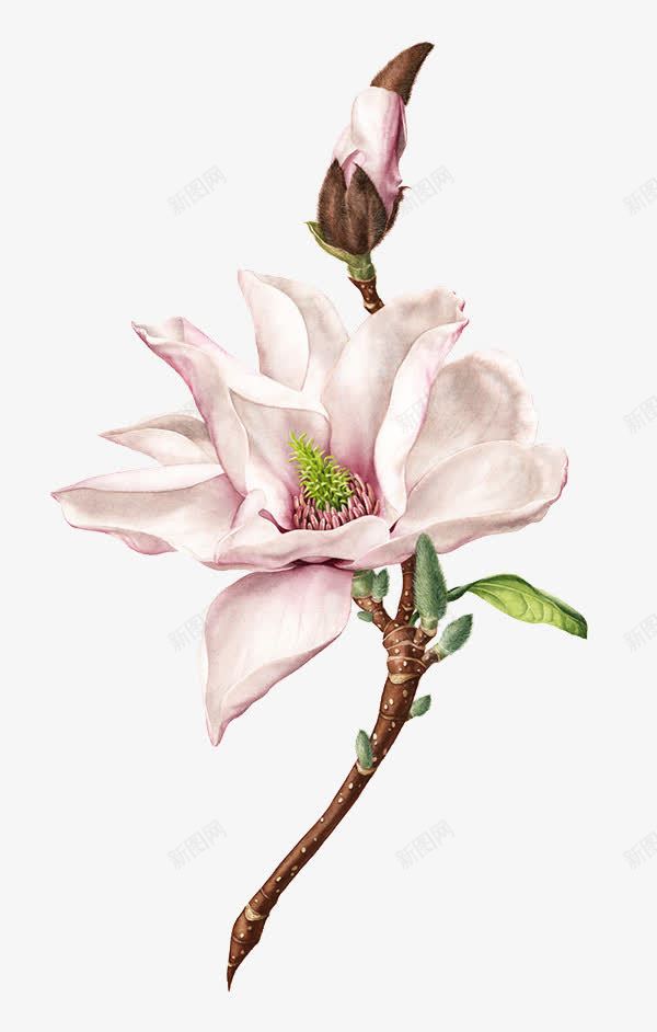 粉白色的花儿png免抠素材_88icon https://88icon.com 粉白色 花儿