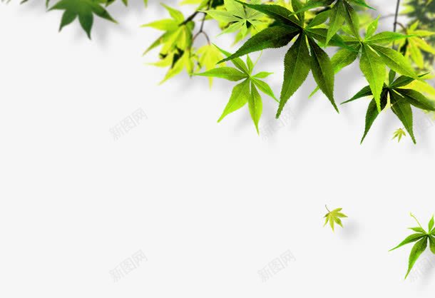 小清新植物树叶海报卡通效果png免抠素材_88icon https://88icon.com 卡通 效果 树叶 植物 海报 清新