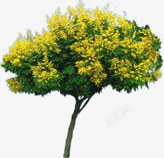 黄色小花树叶景观素材