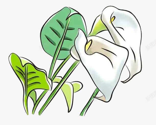 白色马蹄莲png免抠素材_88icon https://88icon.com 卡通 植物 白色花 花卉 花朵 马蹄莲