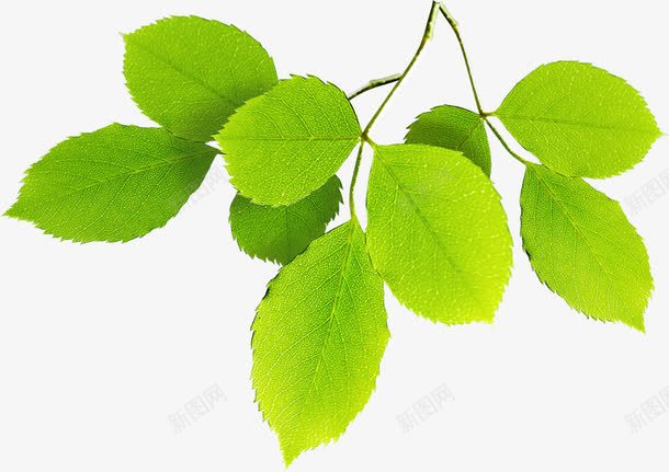 手绘绿色清新树叶美景png免抠素材_88icon https://88icon.com 树叶 清新 绿色 美景