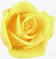 黄色美景婚礼玫瑰素材