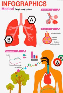 人体呼吸系统素材