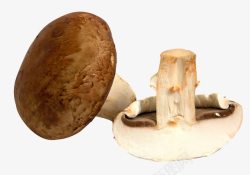 手绘棕色蘑菇素材