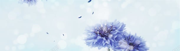 雪花背景蓝色花朵背景