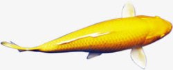 黄色自由金鱼素材