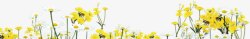 黄色向日葵花朵装饰六一儿童节素材