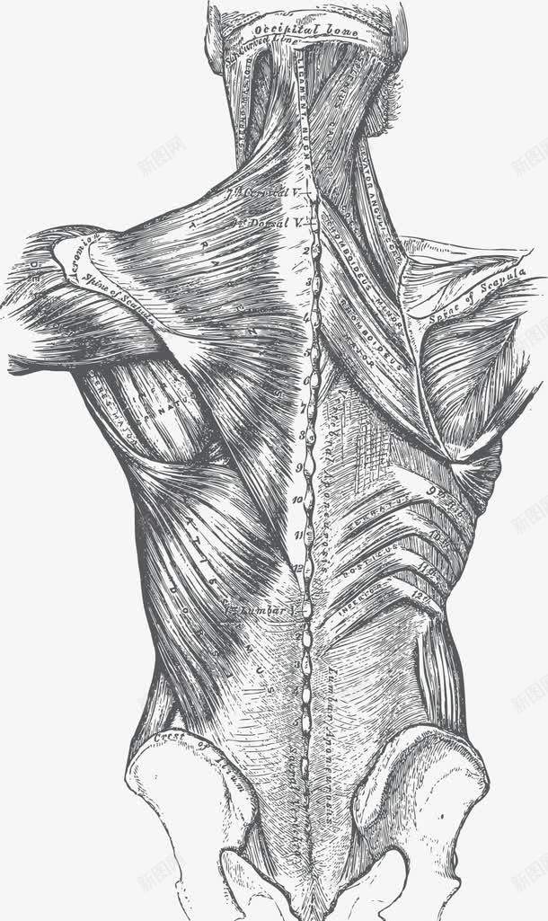 人体背部器官肌肉手绘png免抠素材_88icon https://88icon.com 人体 人体器官 人体肌肉 器官 手绘器官 肌肉器官 背部