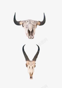 动物头骨素材牛羊头骨高清图片