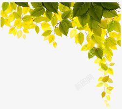 绿色清新树叶装饰边框纹理素材