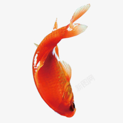 红色鱼尾一条小金鱼高清图片