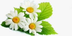 绿叶白色花朵植物素材
