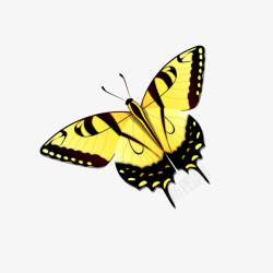 金色花纹的蝴蝶素材