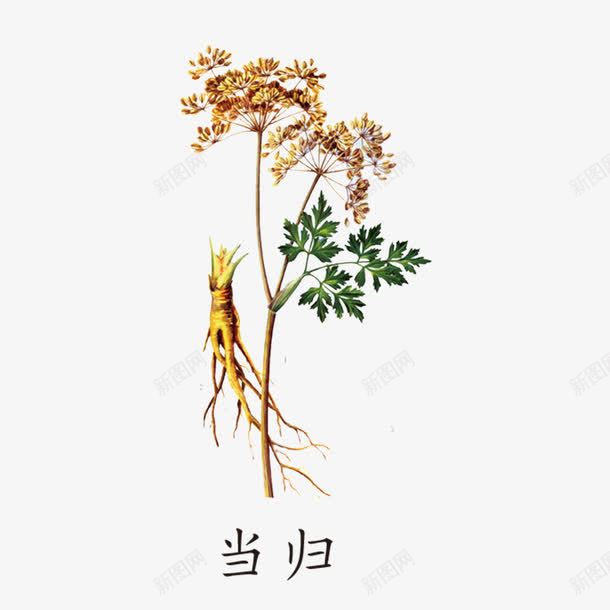 中药当归png免抠素材_88icon https://88icon.com 中国风草药 卡通 当归 草药 草药植物