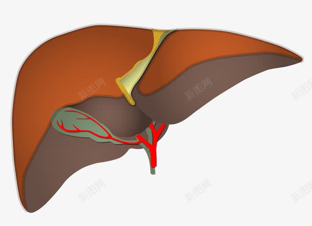 器官png免抠素材_88icon https://88icon.com 人体内脏器官 人体组织 内脏 内脏图 研究 肝
