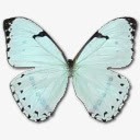 淡蓝色蝴蝶元素素材