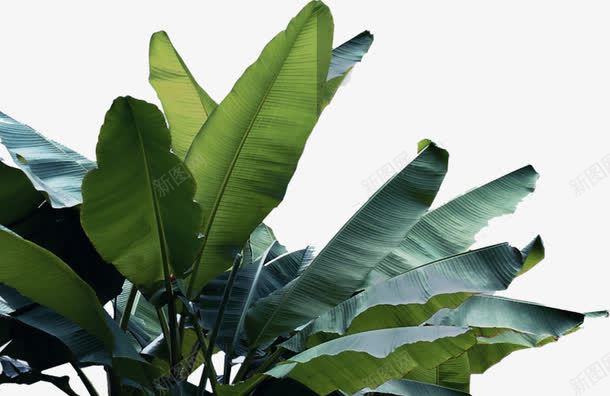 创意摄影合成效果绿色植物png免抠素材_88icon https://88icon.com 创意 合成 摄影 效果 绿色植物