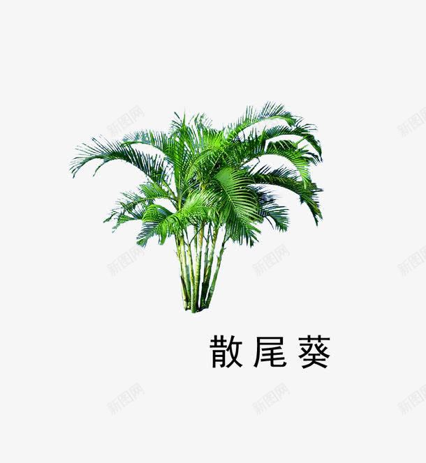 散尾葵png免抠素材_88icon https://88icon.com 叶子 散尾葵 盆景 绿色