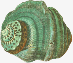 弯曲螺壳多样的手绘海7高清图片