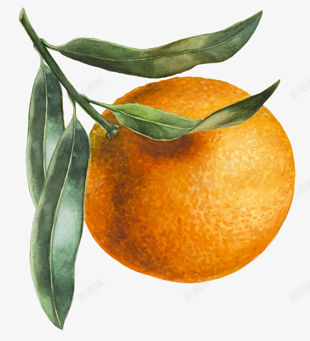 卡通手绘水果装饰海报橙子png免抠素材_88icon https://88icon.com 卡通植物插画 卡通装饰 小清新插画 广告设计 橙子 水果 水果插画 海报设计 美食
