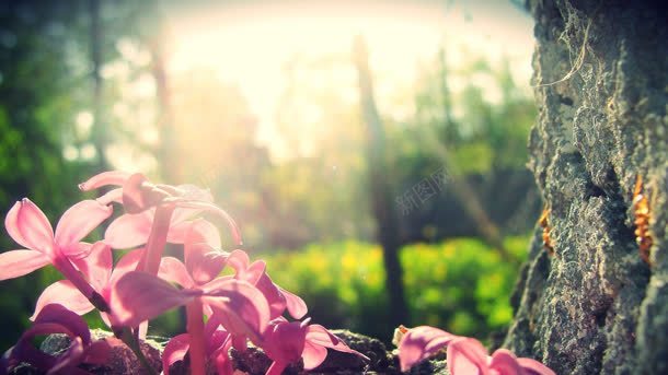 森林里灿烂的唯美背景jpg设计背景_88icon https://88icon.com 森林 灿烂 背景