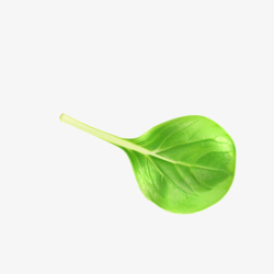 绿色蔬菜菜叶子矢量图素材