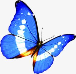 创意合成手绘蓝色的花蝴蝶素材