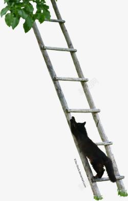 猫爬梯子素材