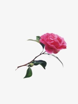 一枝山茶花素材