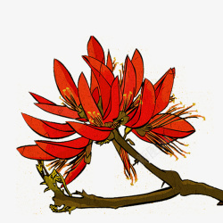 刺桐花手绘红色刺桐花高清图片