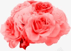 粉色玫瑰花朵元素png免抠素材_88icon https://88icon.com 元素 玫瑰 粉色 花朵