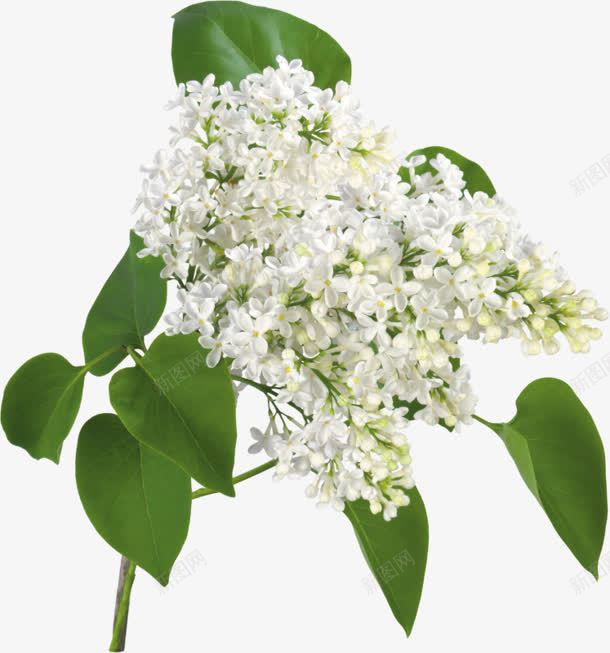白色花朵一串花朵png免抠素材_88icon https://88icon.com 一串 白色 花朵